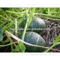 High Yield High Quality Ground Pumpkin Seeds For Growing